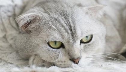 AG先手开团但强度不够，DYG打出1换2